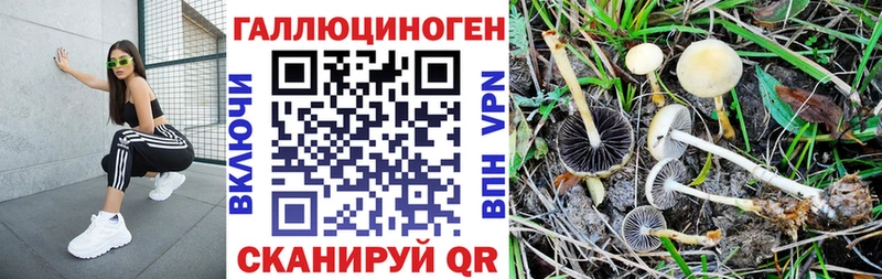 купить наркоту  Можга  Псилоцибиновые грибы Psilocybe 